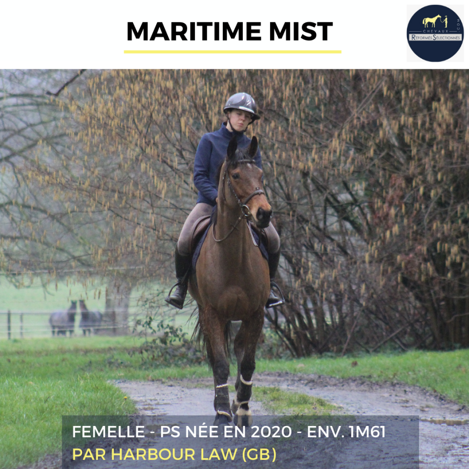 Mare Thoroughbred For sale 2020 Bay