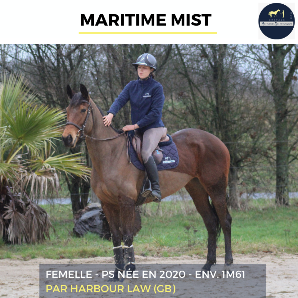 Mare Thoroughbred For sale 2020 Bay