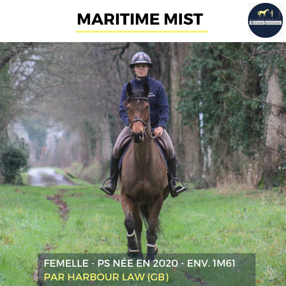 Mare Thoroughbred For sale 2020 Bay