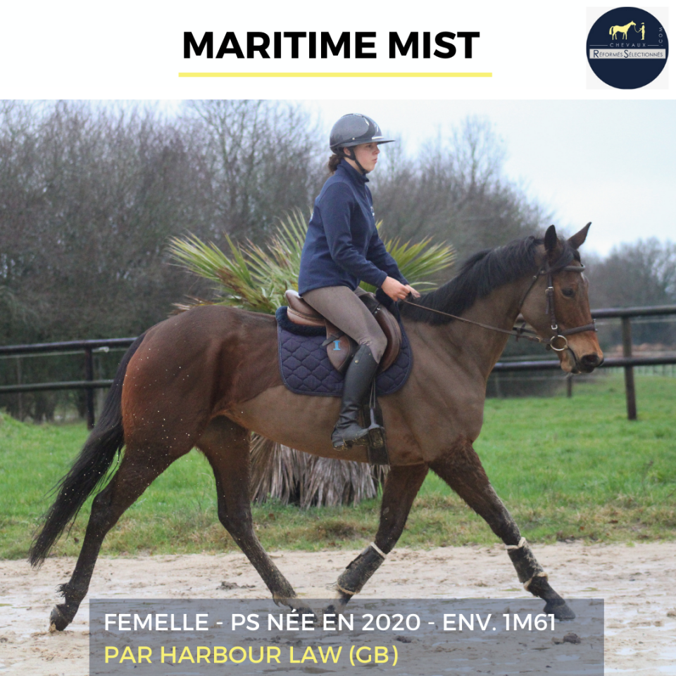 Mare Thoroughbred For sale 2020 Bay