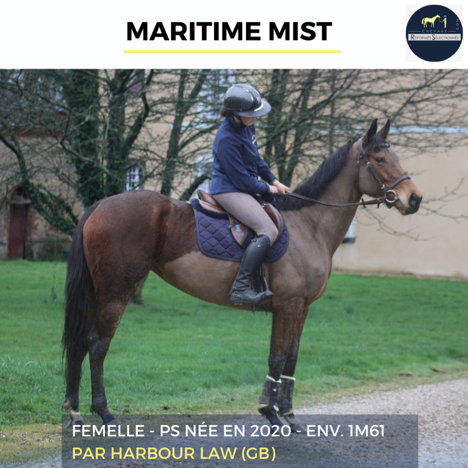 Mare Thoroughbred For sale 2020 Bay