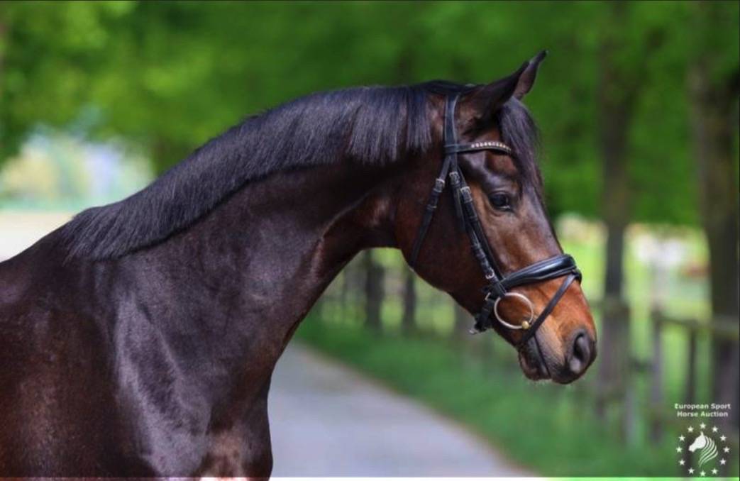 Gelding KWPN Dutch Warmblood For sale 2017 Dark Bay