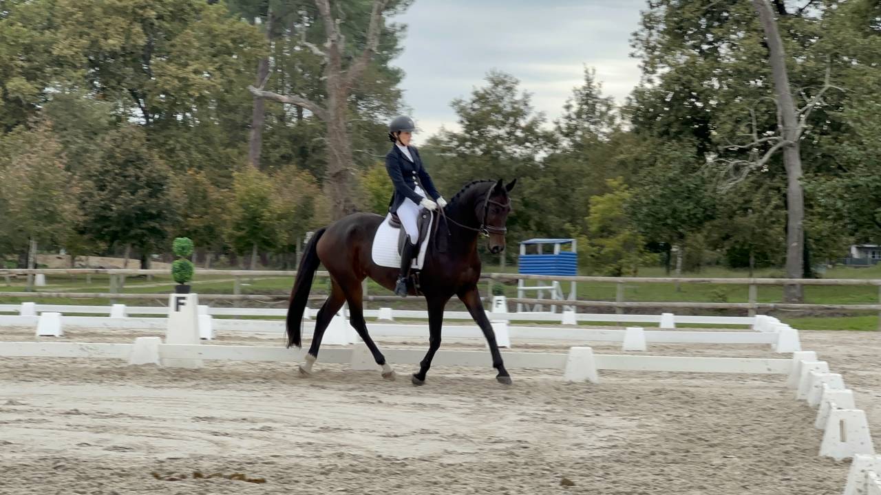 Gelding KWPN Dutch Warmblood For sale 2017 Dark Bay