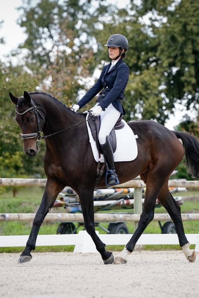 Gelding KWPN Dutch Warmblood For sale 2017 Dark Bay