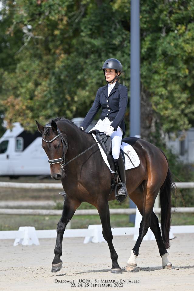 Gelding KWPN Dutch Warmblood For sale 2017 Dark Bay