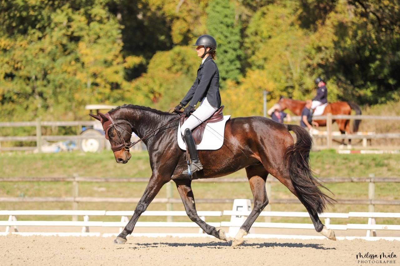 Gelding KWPN Dutch Warmblood For sale 2017 Dark Bay