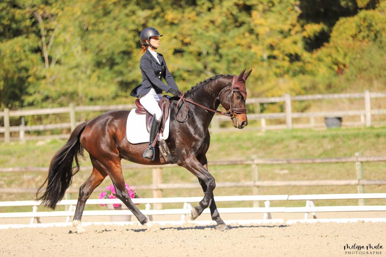 Gelding KWPN Dutch Warmblood For sale 2017 Dark Bay