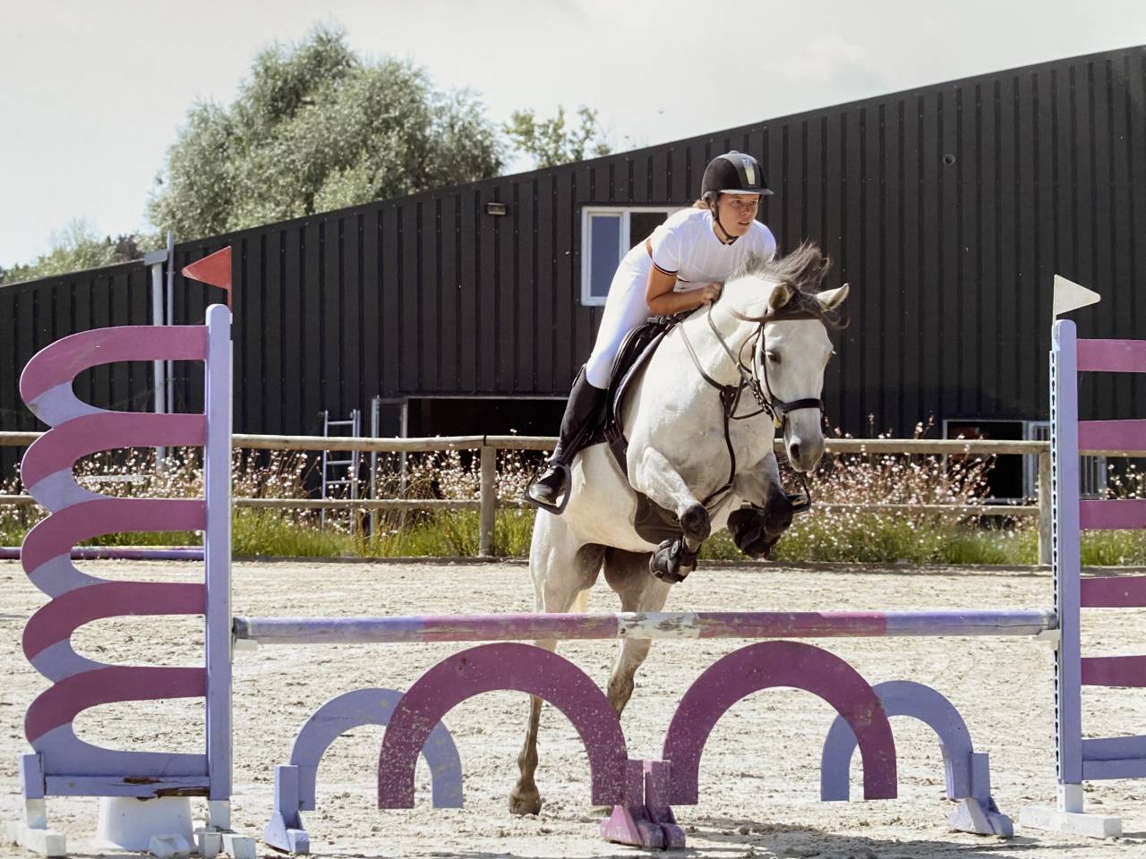 Mare No Origin Recorded For sale 2015 Grey