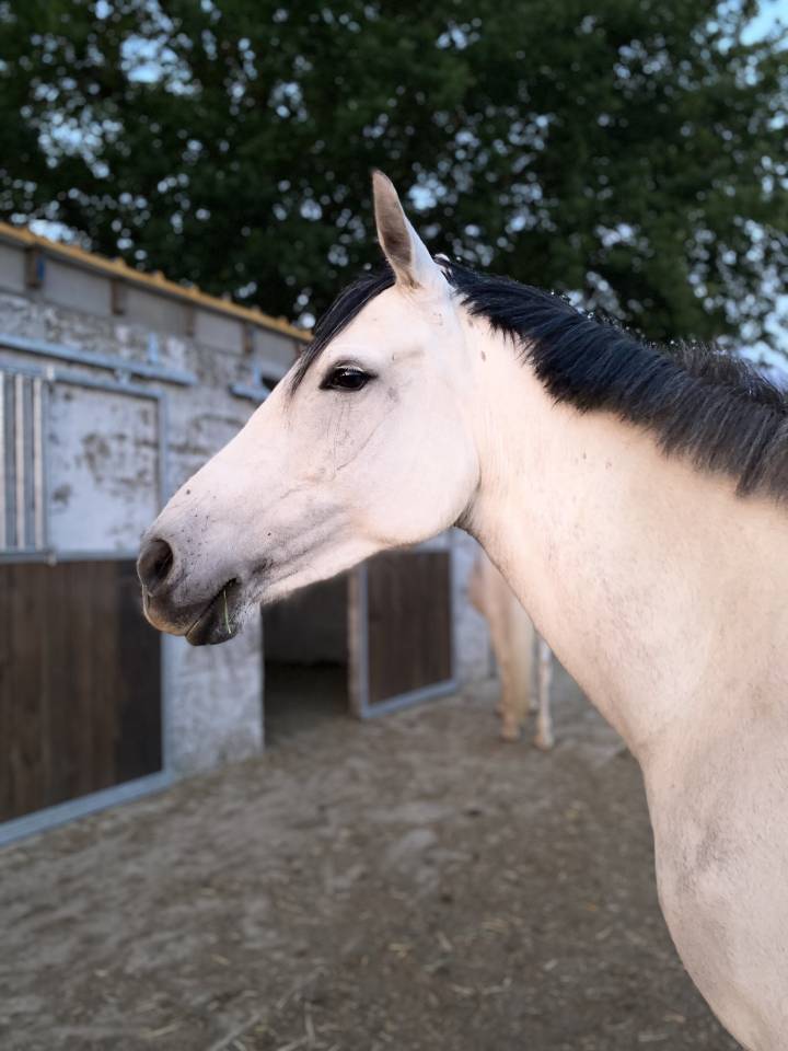 Mare No Origin Recorded For sale 2015 Grey