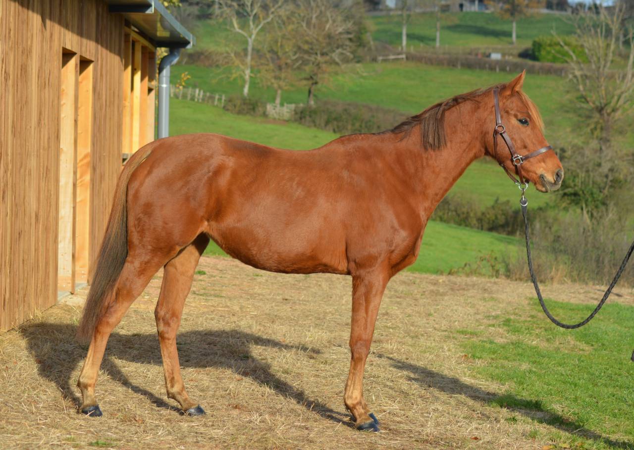 Mare English Thoroughbred For sale 2021 Chesnut