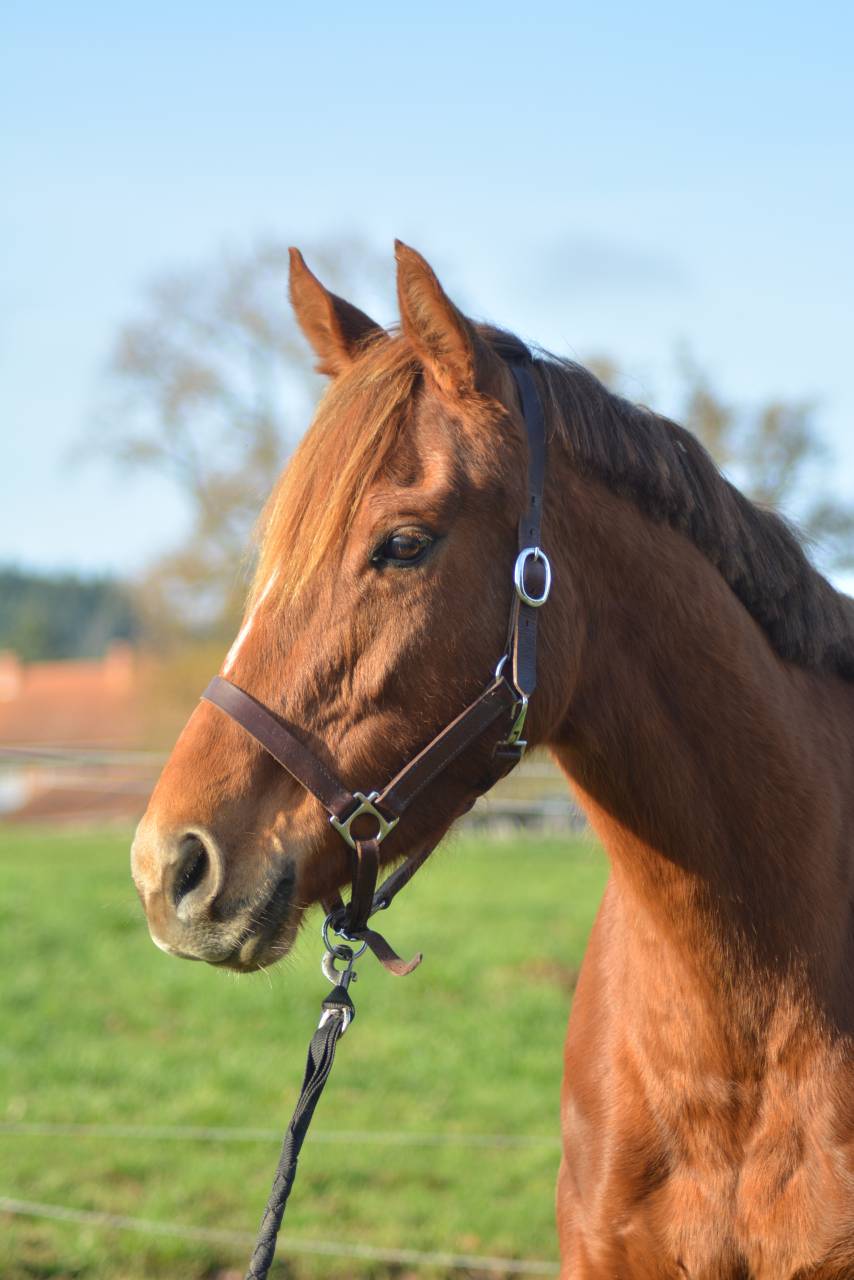 Mare English Thoroughbred For sale 2021 Chesnut