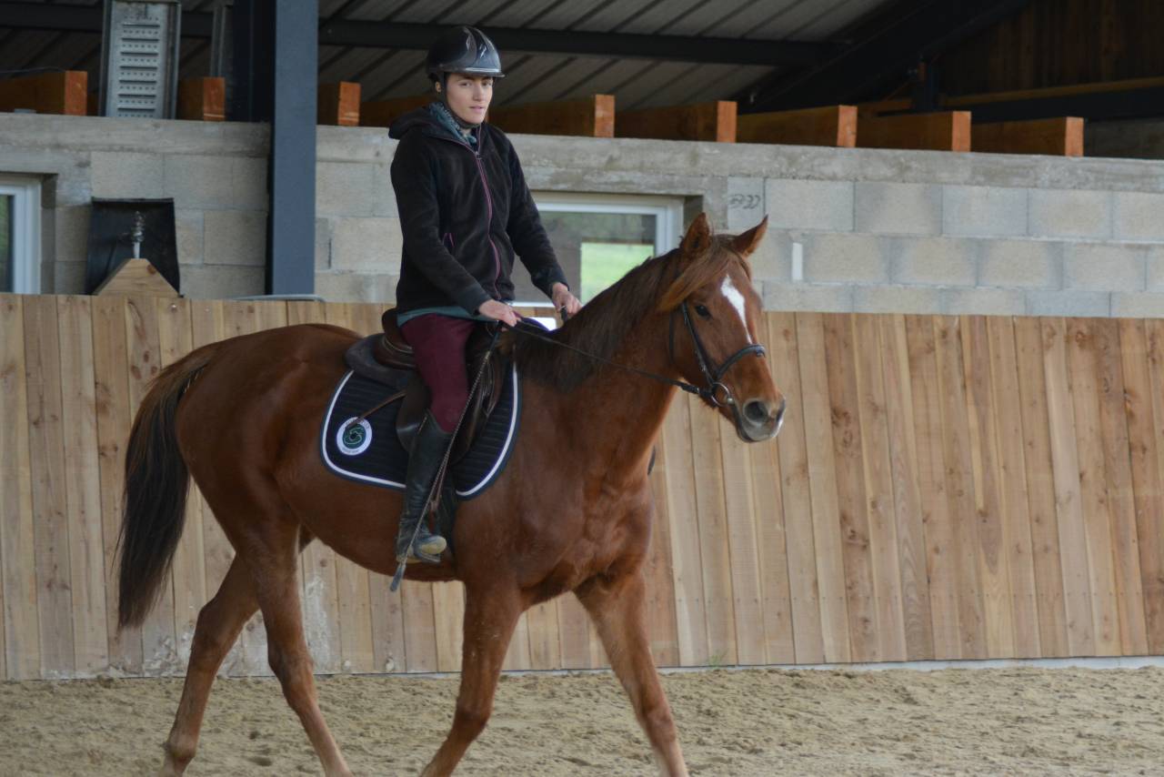 Mare English Thoroughbred For sale 2021 Chesnut