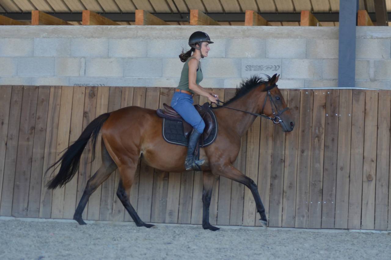 Mare English Thoroughbred For sale 2022 Bay