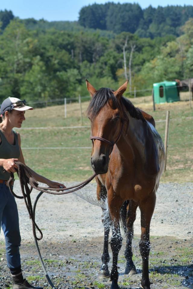 Mare English Thoroughbred For sale 2022 Bay