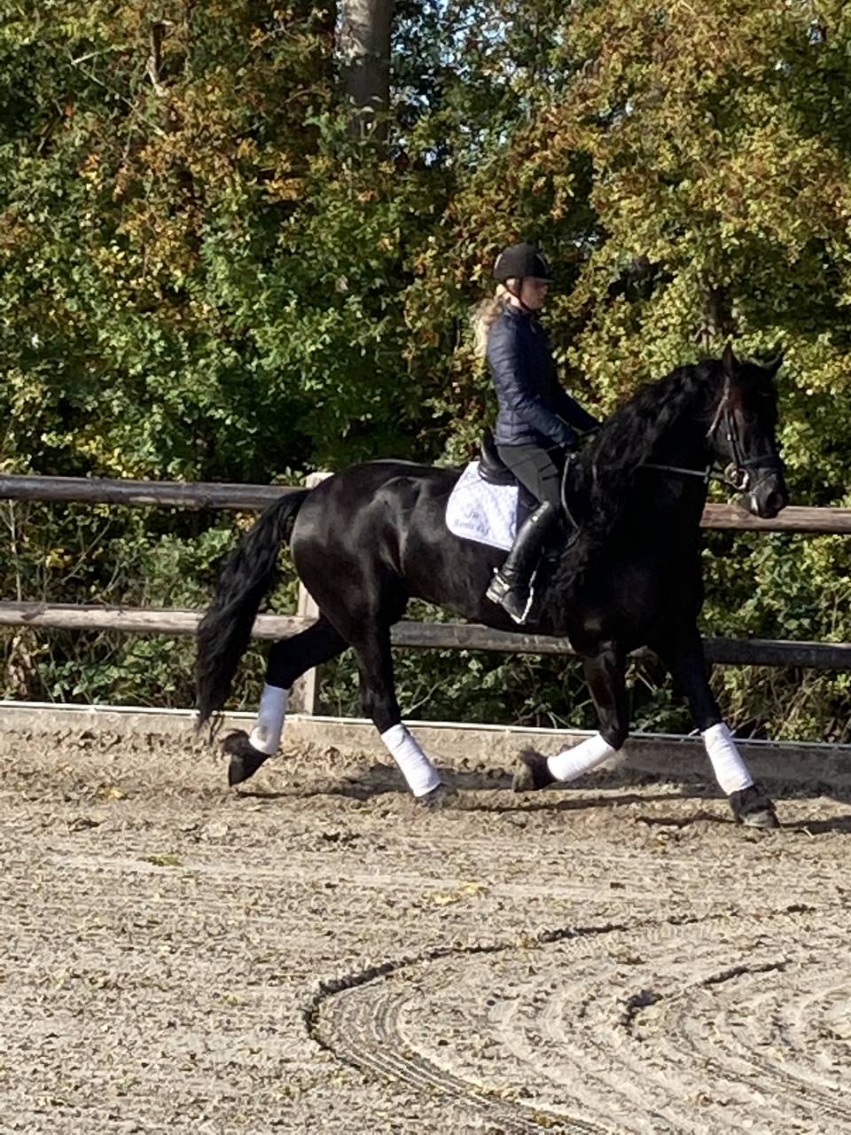 Broodmare Friesian For sale 2014 Black