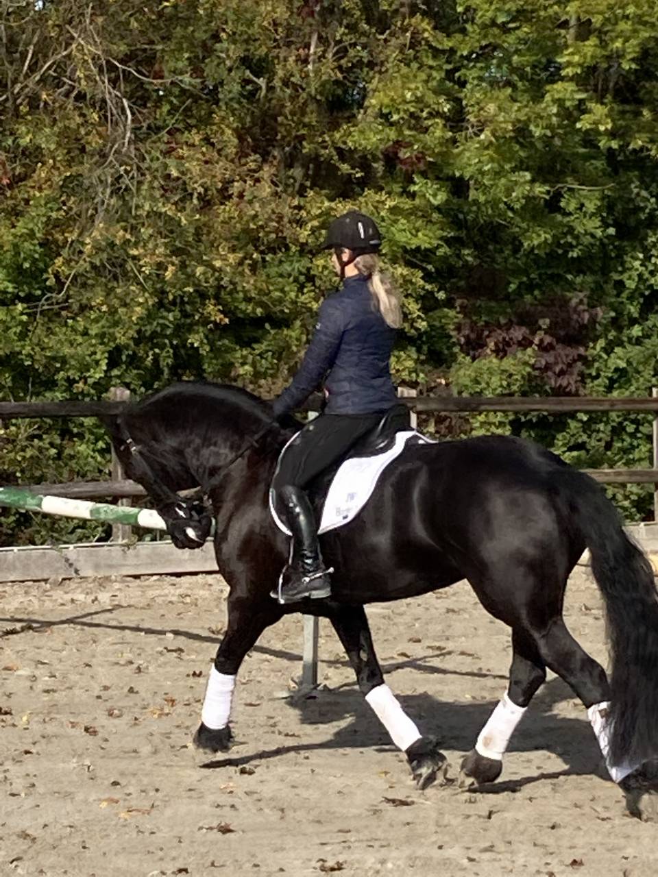 Broodmare Friesian For sale 2014 Black