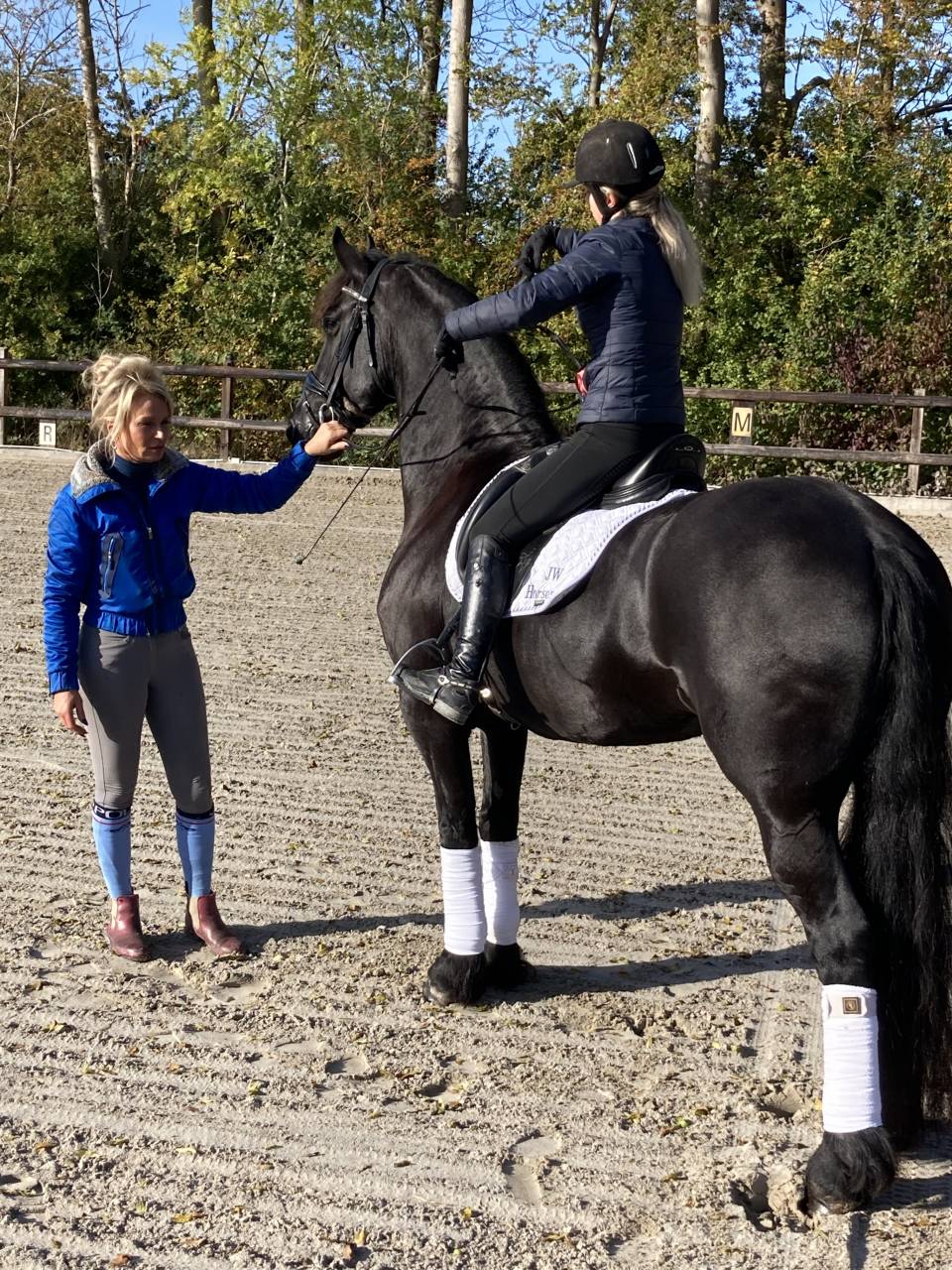 Broodmare Friesian For sale 2014 Black