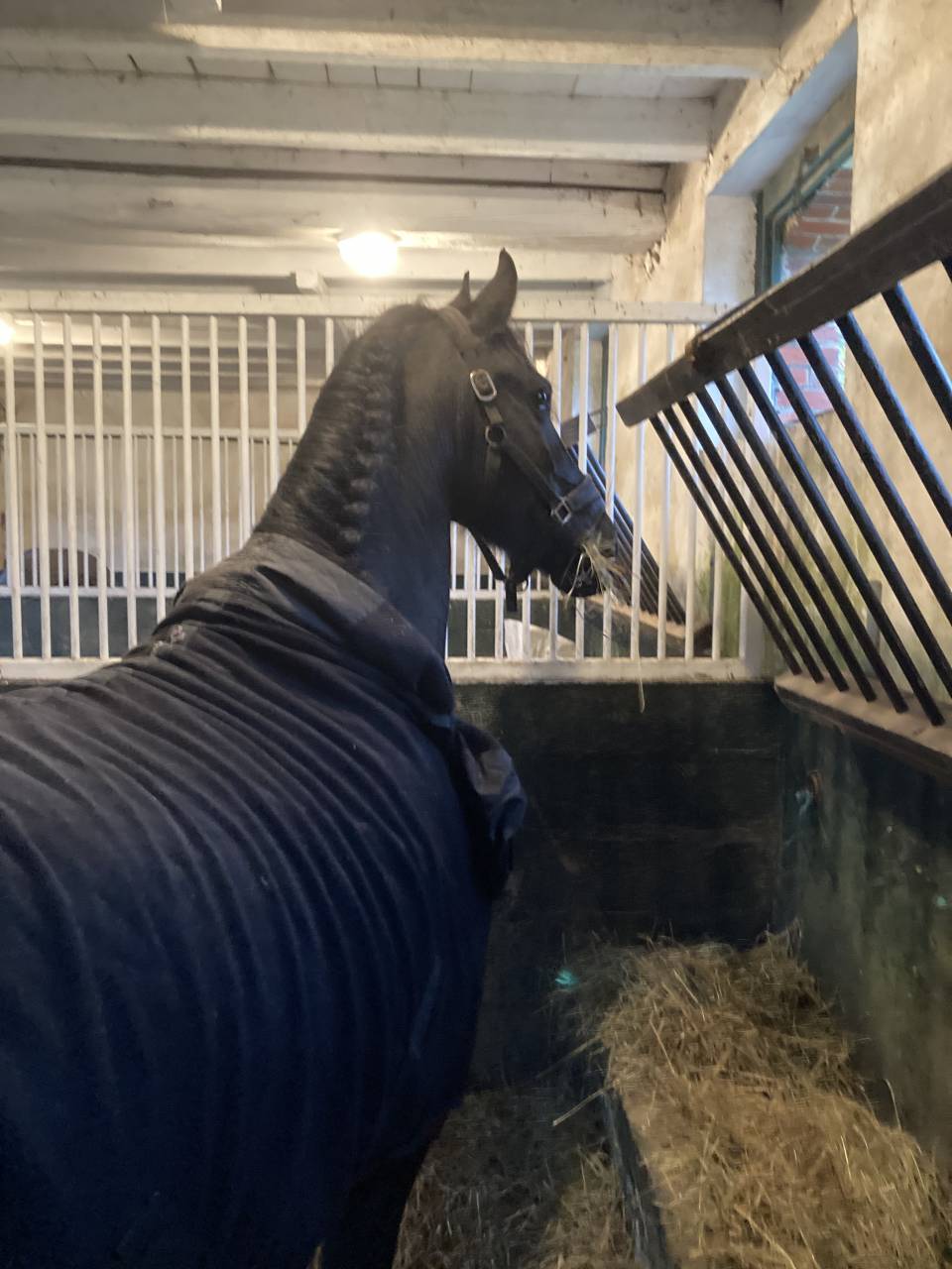 Broodmare Friesian For sale 2014 Black