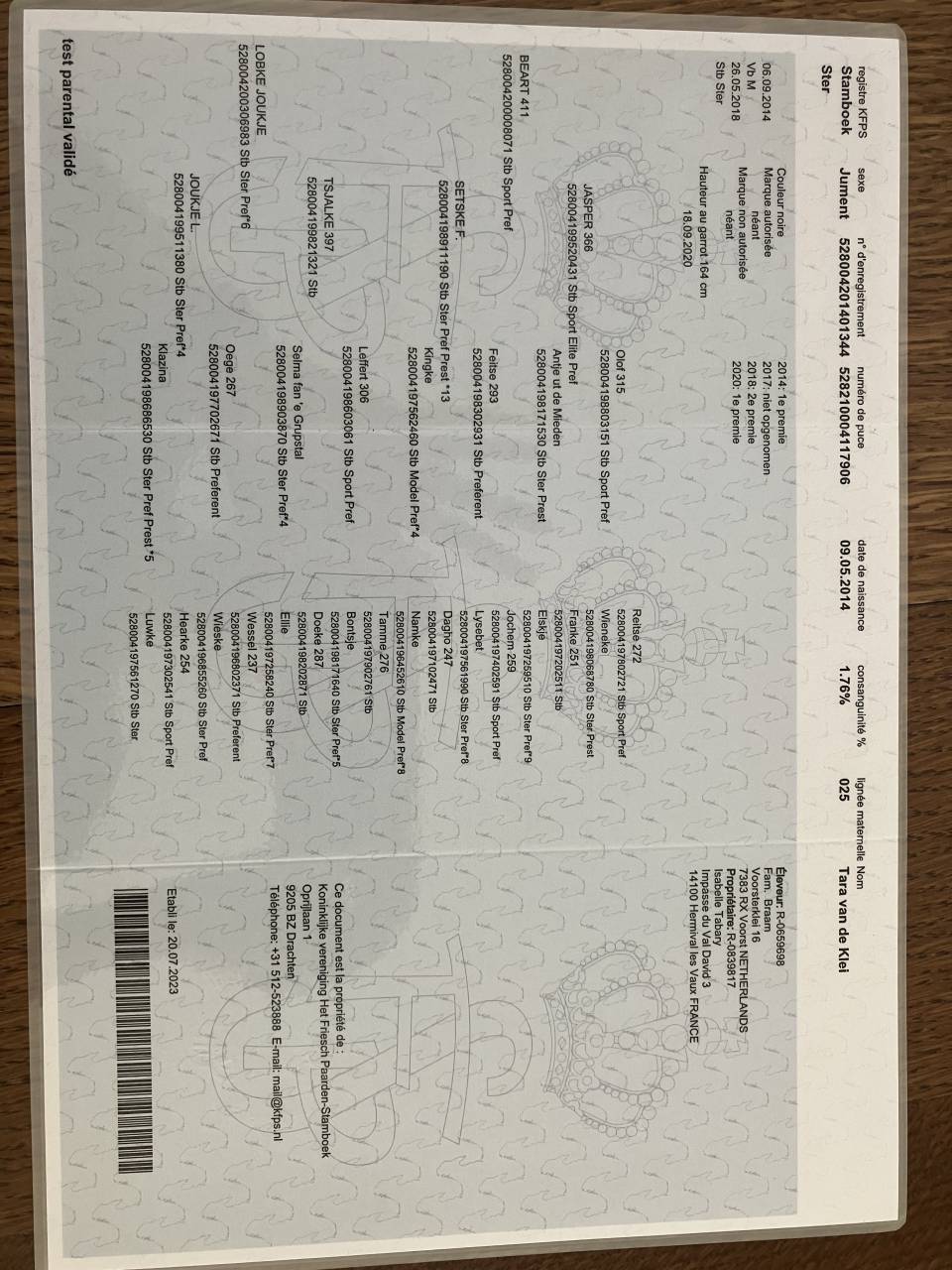 Broodmare Friesian For sale 2014 Black