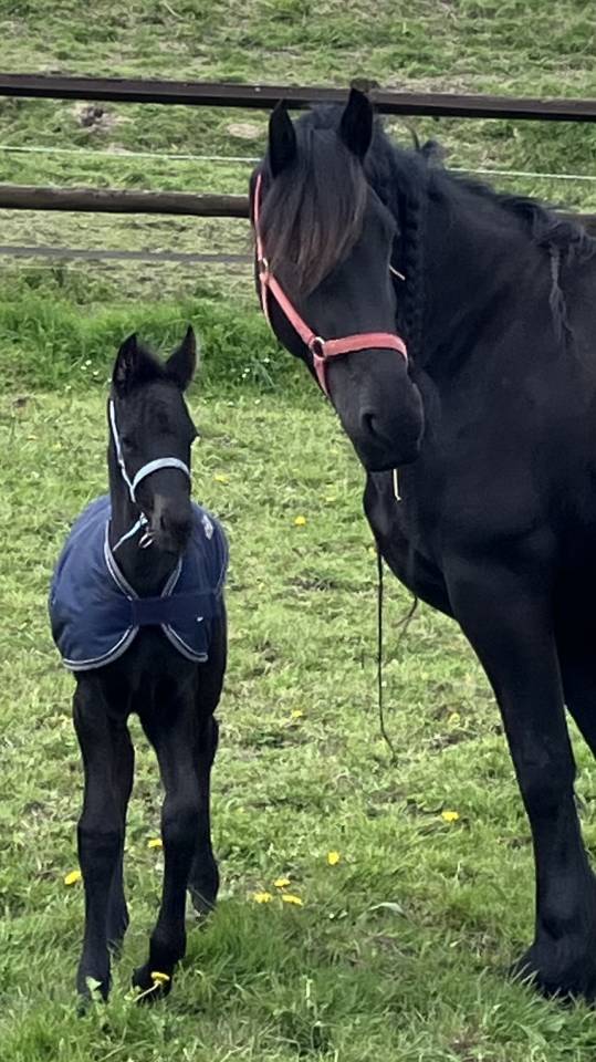 Broodmare Friesian For sale 2014 Black