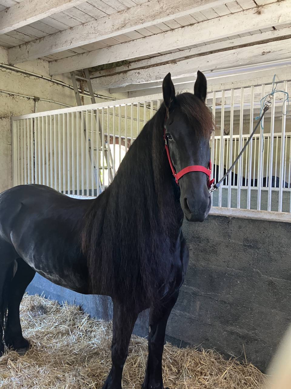 Broodmare Friesian For sale 2014 Black