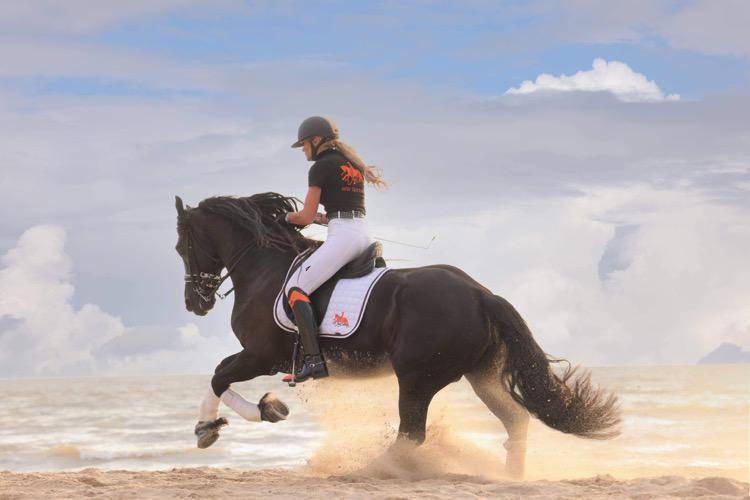 Broodmare Friesian For sale 2014 Black