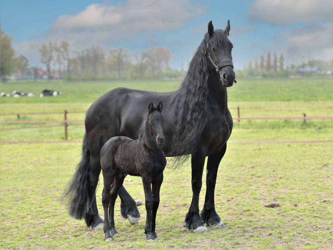Broodmare Friesian For sale 2014 Black