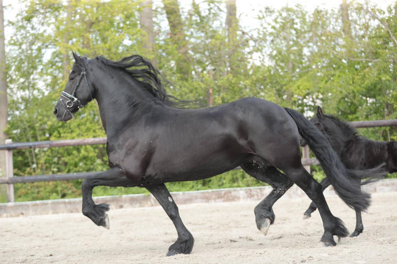 Broodmare Friesian For sale 2014 Black