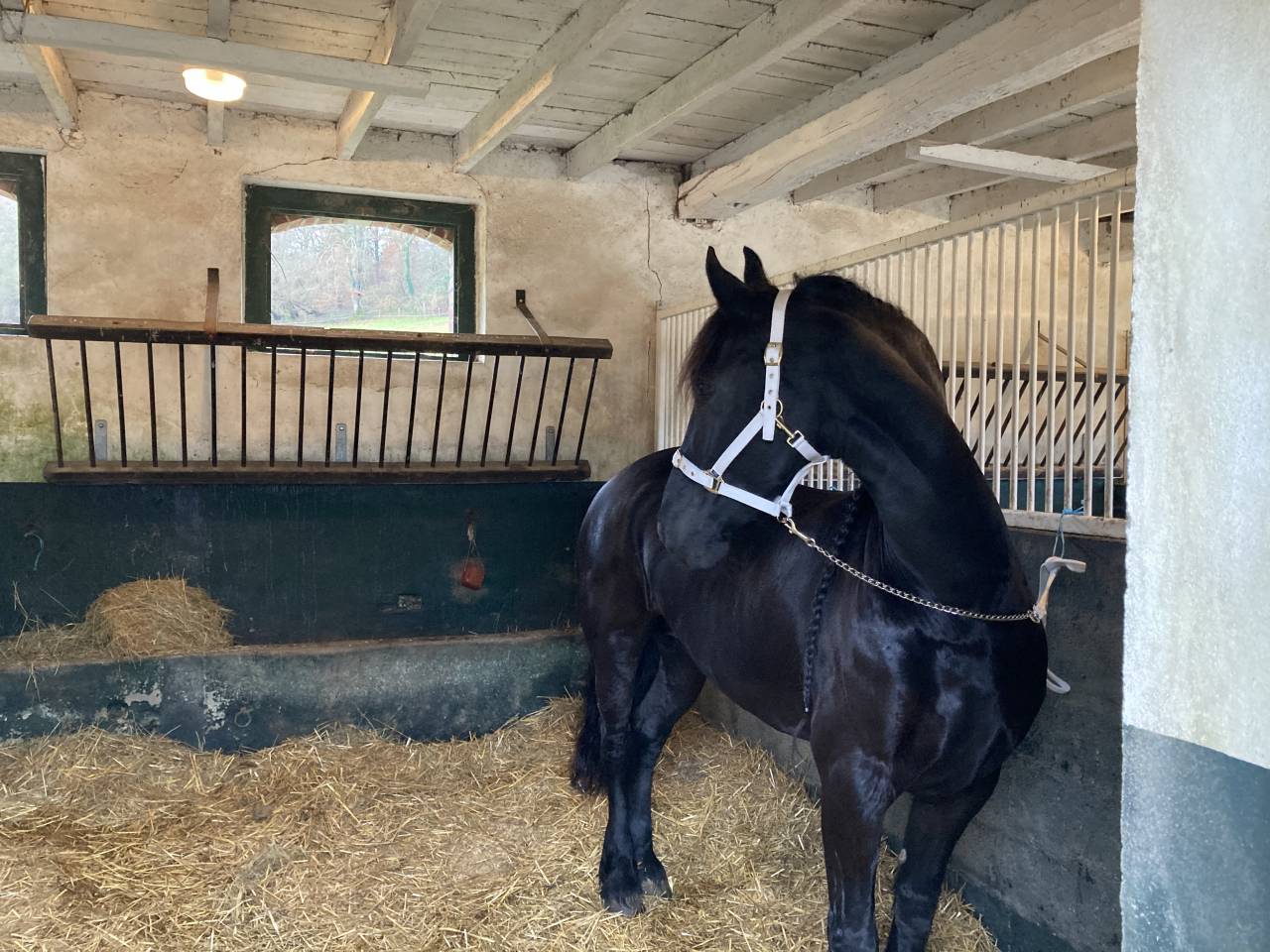 Broodmare Friesian For sale 2014 Black