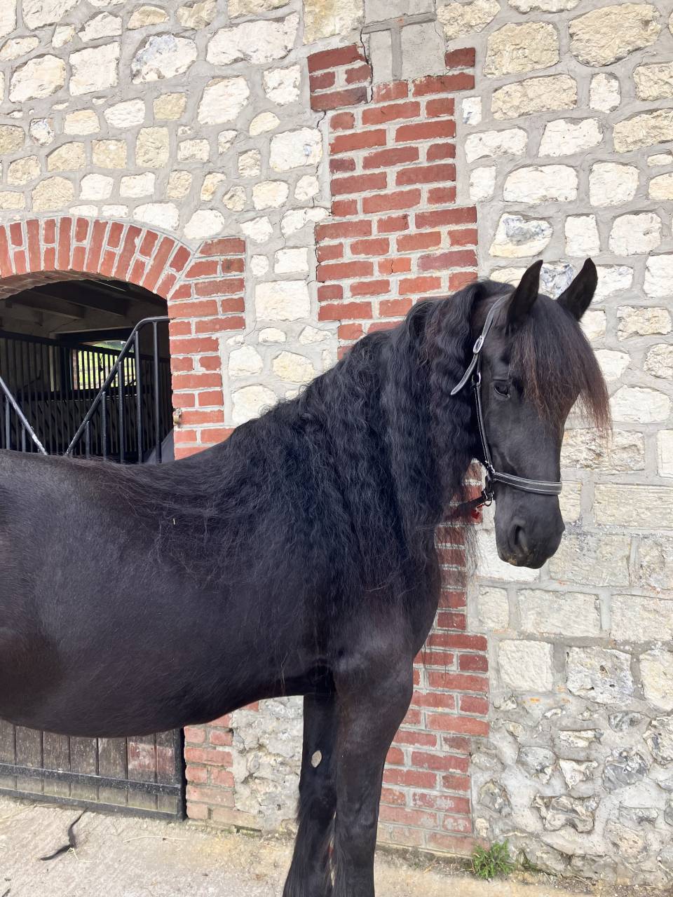 Broodmare Friesian For sale 2014 Black