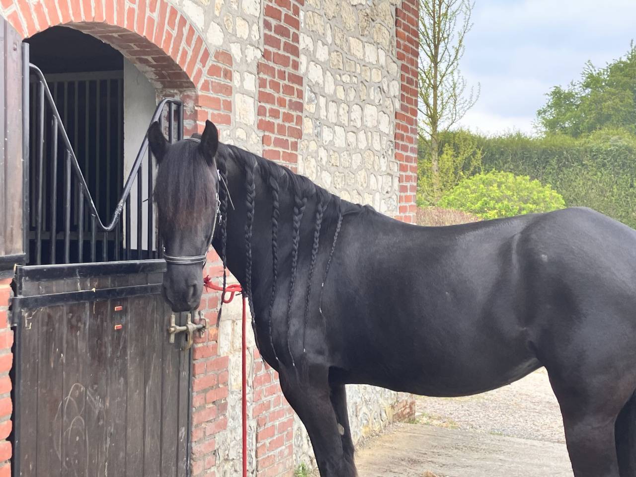Broodmare Friesian For sale 2014 Black