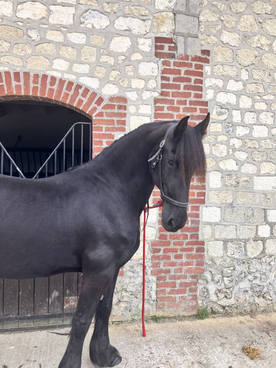 Broodmare Friesian For sale 2014 Black