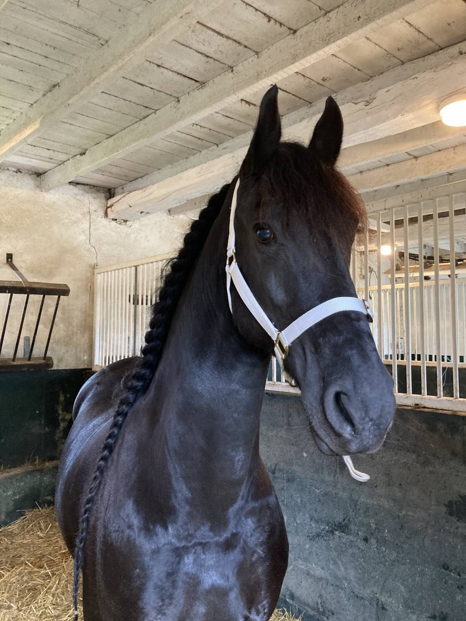 Broodmare Friesian For sale 2014 Black