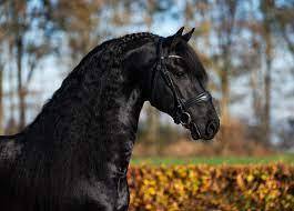 Broodmare Friesian For sale 2014 Black