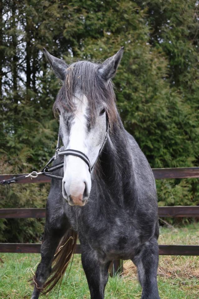 Mare Origin Recorded For sale 2022 Grey