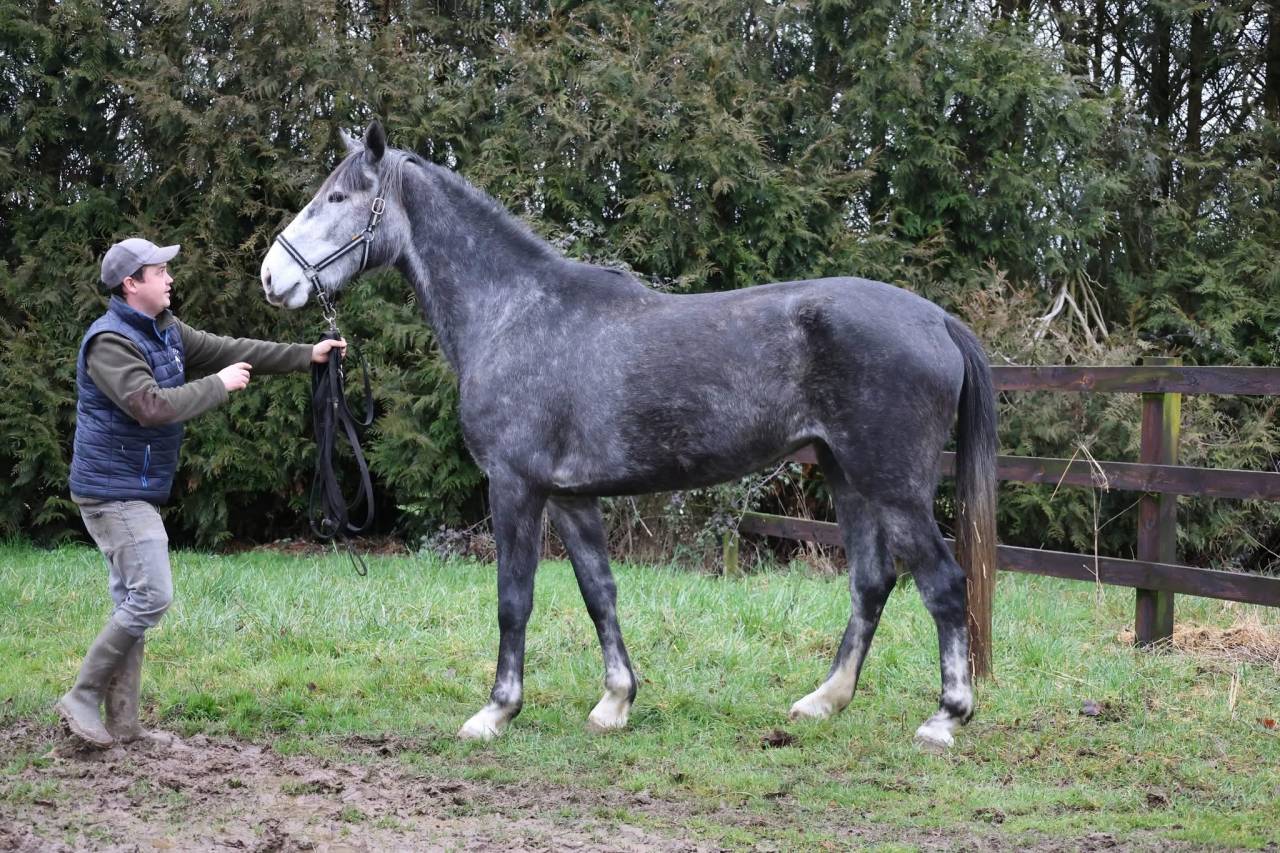 Mare Origin Recorded For sale 2022 Grey
