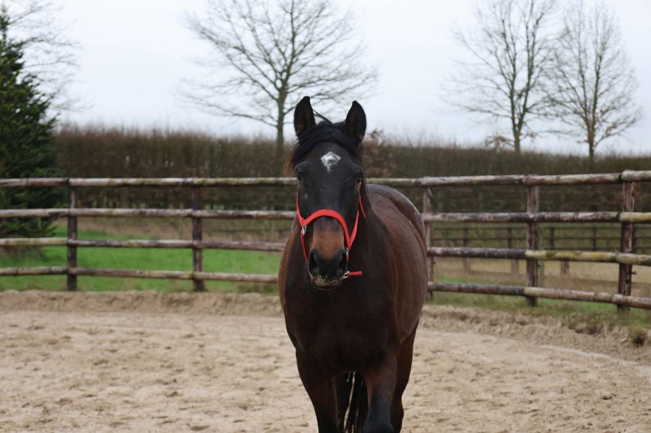 Mare Zangersheide For sale 2022 Bay