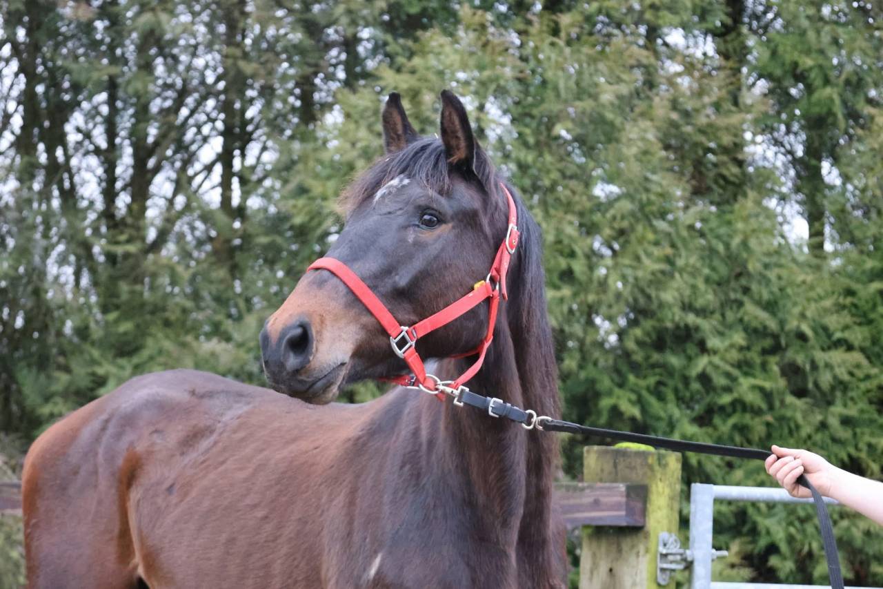 Mare Zangersheide For sale 2022 Bay