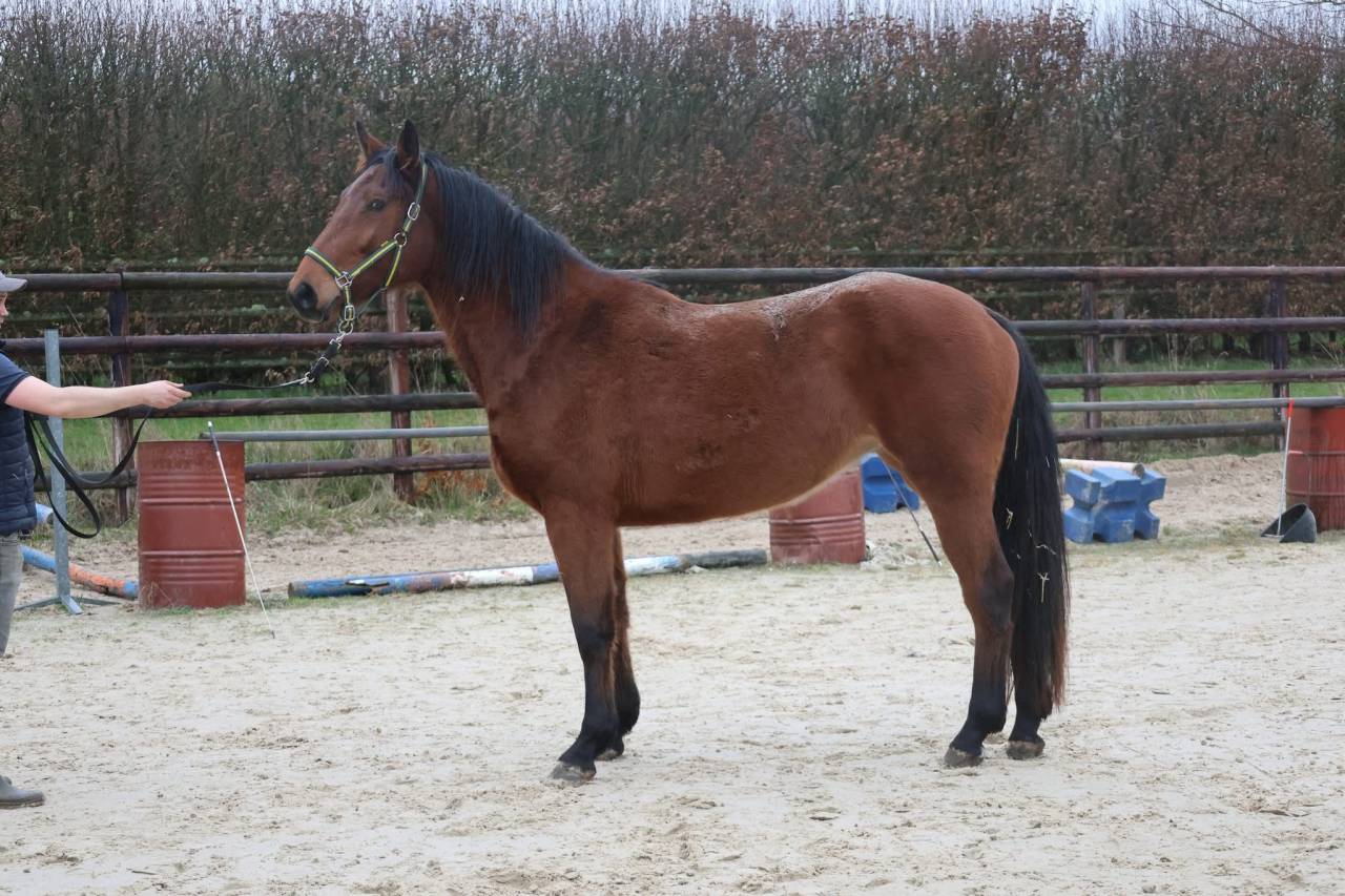 Mare Zangersheide For sale 2022 Bay