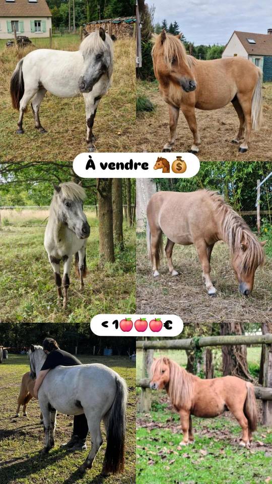 Entire Origin Recorded For sale 2023 Appaloosa