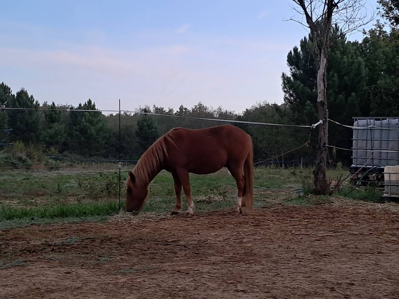 Gelding New Forest For sale 2022 Chesnut