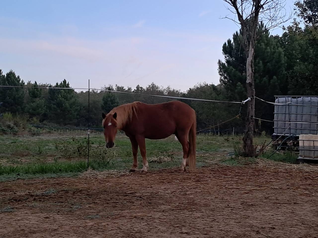 Gelding New Forest For sale 2022 Chesnut