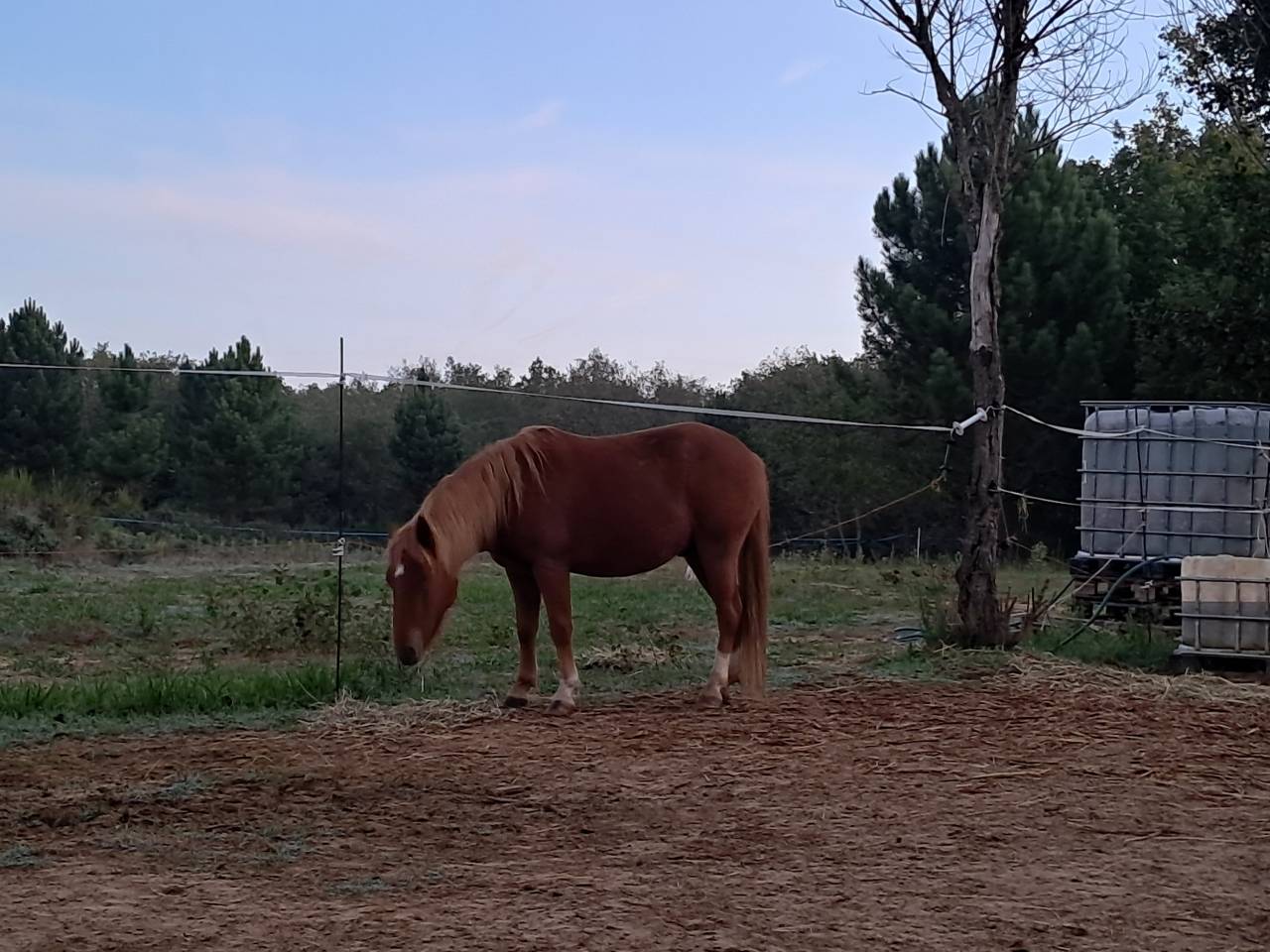 Gelding New Forest For sale 2022 Chesnut