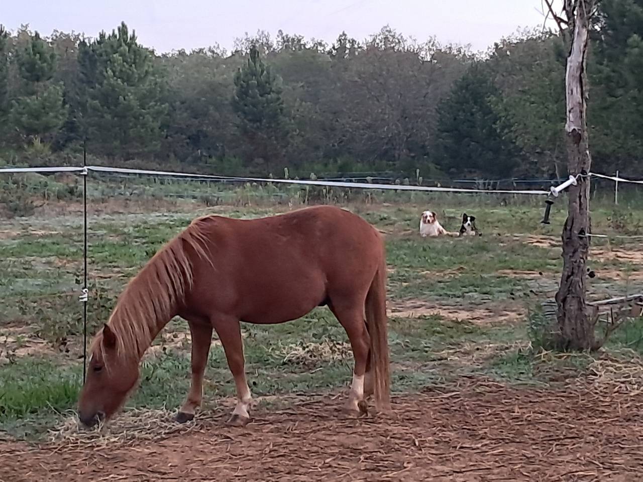 Gelding New Forest For sale 2022 Chesnut