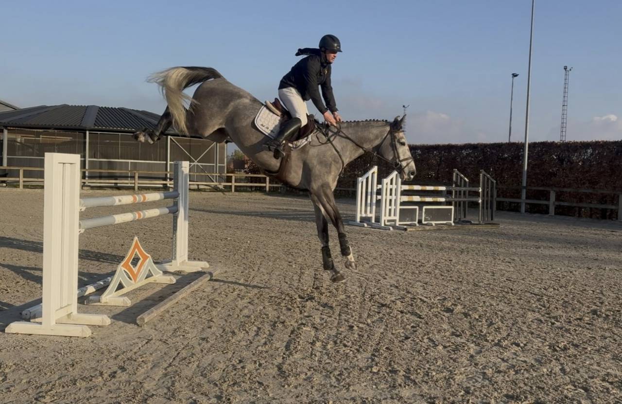 Gelding Selle Fran&ccedil;ais For sale 2020 Grey