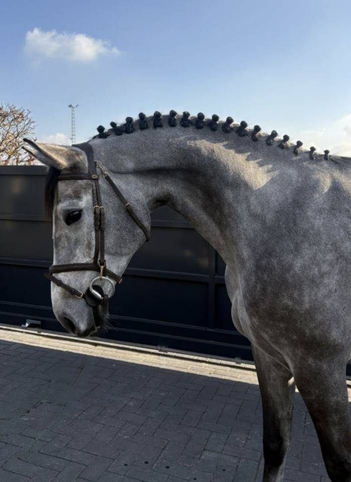 Gelding Selle Fran&ccedil;ais For sale 2020 Grey