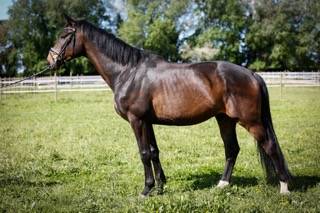 Gelding KWPN Dutch Warmblood For sale 2020 Dark Bay