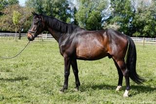 Gelding KWPN Dutch Warmblood For sale 2020 Dark Bay