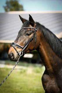 Gelding KWPN Dutch Warmblood For sale 2020 Dark Bay