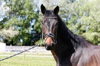 Gelding KWPN Dutch Warmblood For sale 2020 Dark Bay